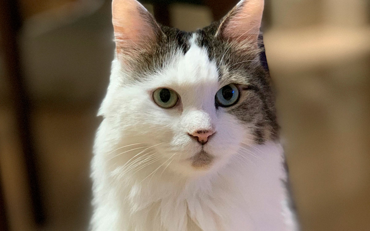 横浜都筑どうぶつ病院